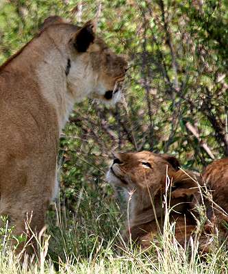 Swamp pride, Masai Mara