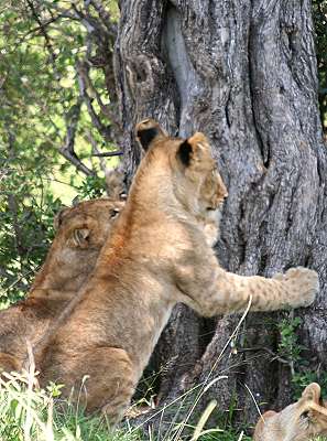 Swamp pride, Masai Mara