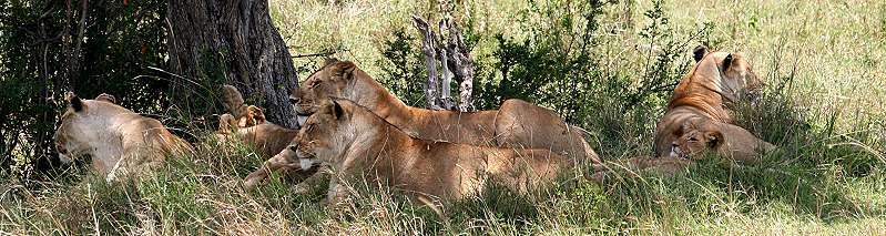 Swamp pride, Masai Mara
