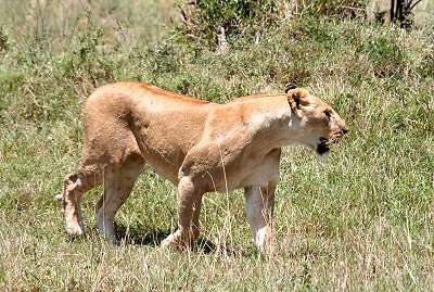 Swamp pride, Masai Mara