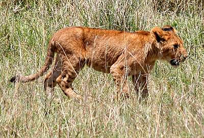 Swamp pride, Masai Mara