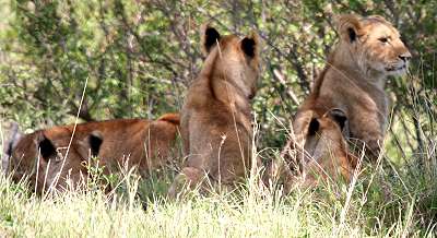 Swamp pride, Masai Mara