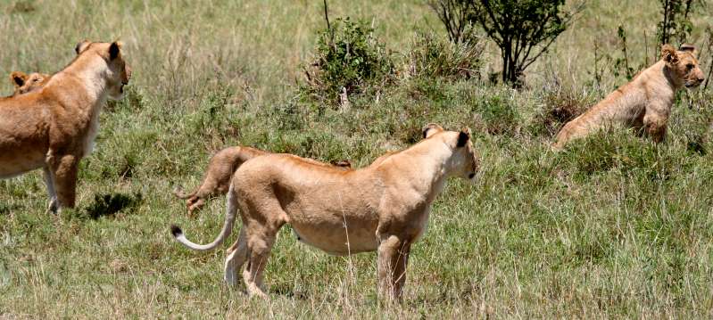 Swamp pride, Masai Mara