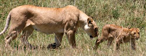 Swamp pride, Masai Mara