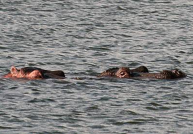 Lake Naivasha