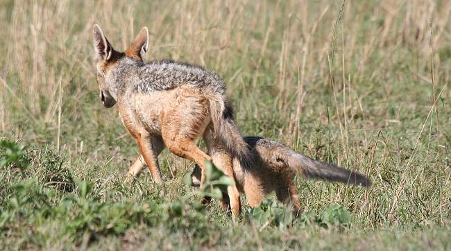 Schabrakenschakal, Masai Mara