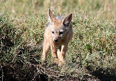Schabrakenschakal, Masai Mara