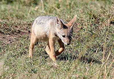 Schabrakenschakal, Masai Mara
