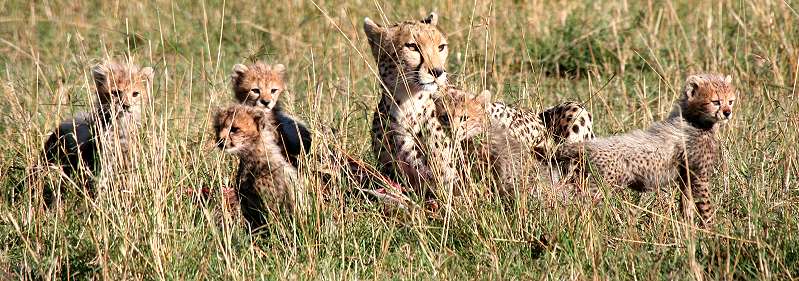 Gepard Shakira, Acinonyx jubatus, cheetah Masai Mara