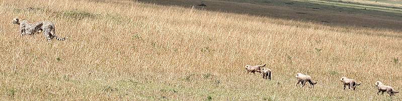 Gepard Shakira, Acinonyx jubatus, cheetah Masai Mara