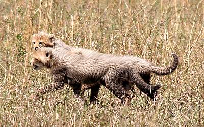 Gepard Shakira, Acinonyx jubatus, cheetah Masai Mara