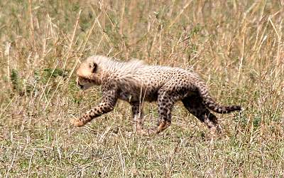 Gepard Shakira, Acinonyx jubatus, cheetah Masai Mara