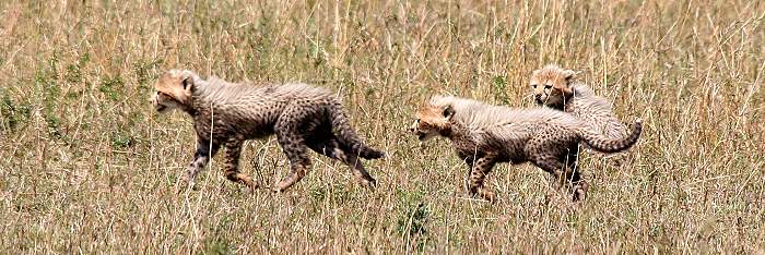Gepard Shakira, Acinonyx jubatus, cheetah Masai Mara