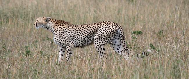 Gepard Shakira, Acinonyx jubatus, cheetah Masai Mara