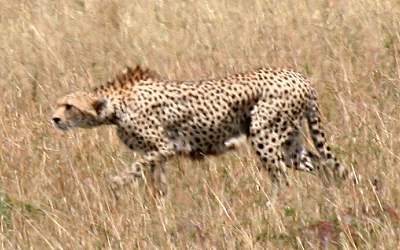 Gepard Shakira, Acinonyx jubatus, cheetah Masai Mara