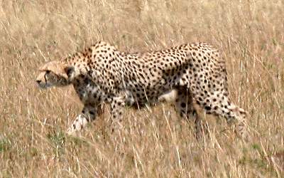 Gepard Shakira, Acinonyx jubatus, cheetah Masai Mara