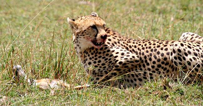 Gepard Shakira, Acinonyx jubatus, cheetah Masai Mara