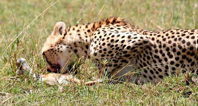 Gepard Shakira, Acinonyx jubatus, cheetah Masai Mara