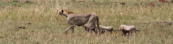 Gepard Shakira, Acinonyx jubatus, cheetah Masai Mara