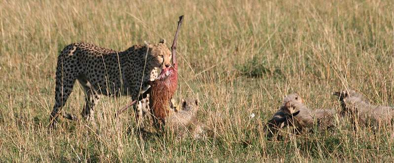 Gepard Shakira, Acinonyx jubatus, cheetah Masai Mara