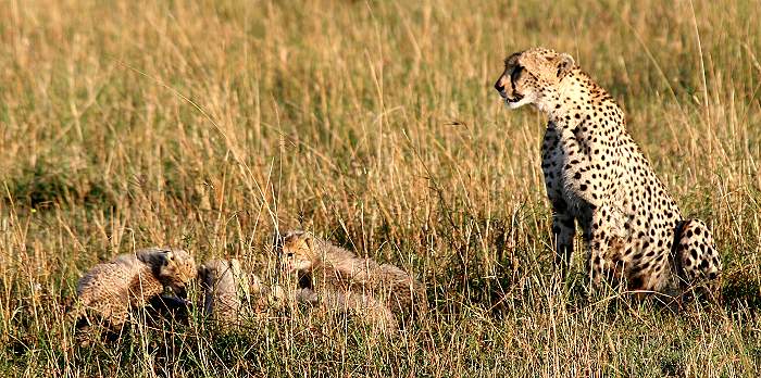 Gepard Shakira, Acinonyx jubatus, cheetah Masai Mara