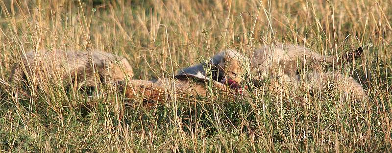 Gepard Shakira, Acinonyx jubatus, cheetah Masai Mara