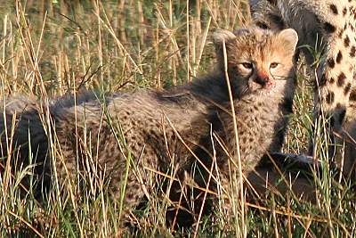 Gepard Shakira, Acinonyx jubatus, cheetah Masai Mara