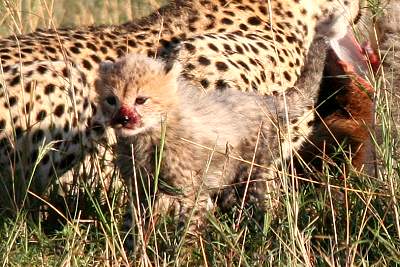 Gepard Shakira, Acinonyx jubatus, cheetah Masai Mara