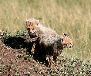 Gepard Shakira, Acinonyx jubatus, cheetah Masai Mara