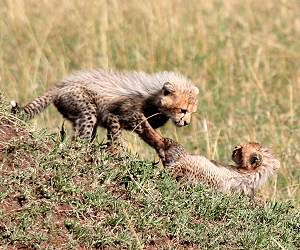 Gepard Shakira, Acinonyx jubatus, cheetah Masai Mara