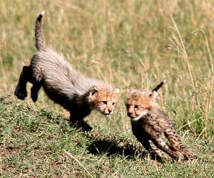 Gepard Shakira, Acinonyx jubatus, cheetah Masai Mara