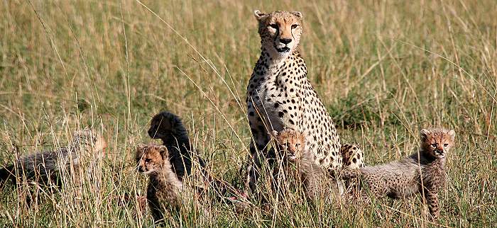 Gepard Shakira, Acinonyx jubatus, cheetah Masai Mara