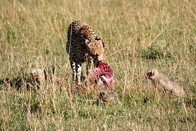 Gepard Shakira, Acinonyx jubatus, cheetah Masai Mara