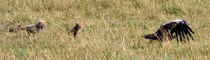 Gepard Shakira, Acinonyx jubatus, cheetah Masai Mara