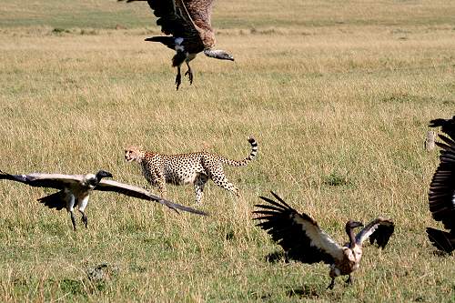 Gepard Shakira, Acinonyx jubatus, cheetah Masai Mara