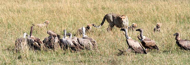 Gepard Shakira, Acinonyx jubatus, cheetah Masai Mara