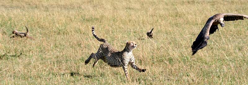 Gepard Shakira, Acinonyx jubatus, cheetah Masai Mara