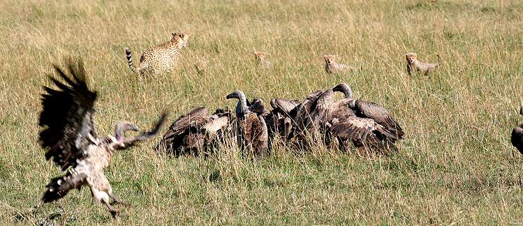 Gepard Shakira, Acinonyx jubatus, cheetah Masai Mara
