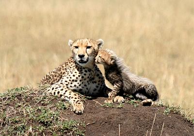 Gepard Shakira, Acinonyx jubatus, cheetah Masai Mara