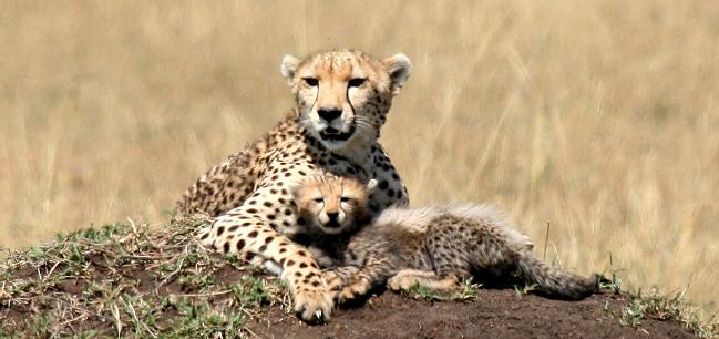 Gepard Shakira, Acinonyx jubatus, cheetah Masai Mara
