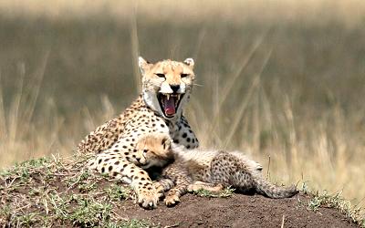 Gepard Shakira, Acinonyx jubatus, cheetah Masai Mara
