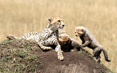 Gepard Shakira, Acinonyx jubatus, cheetah Masai Mara