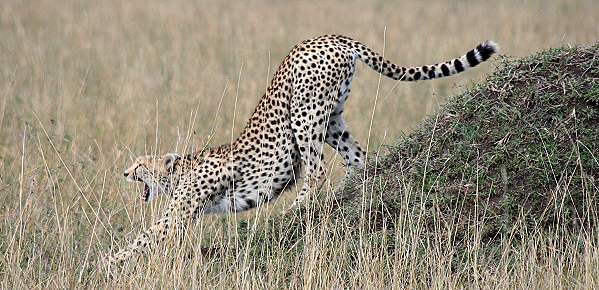 Gepard Shakira, Acinonyx jubatus, cheetah Masai Mara