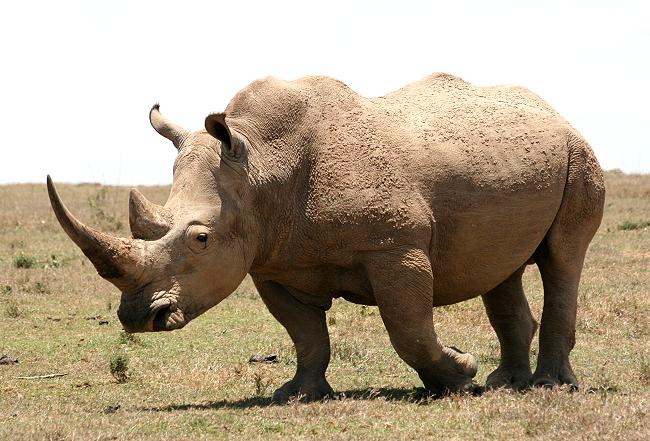Breitmaulnashorn, Solio Ranch