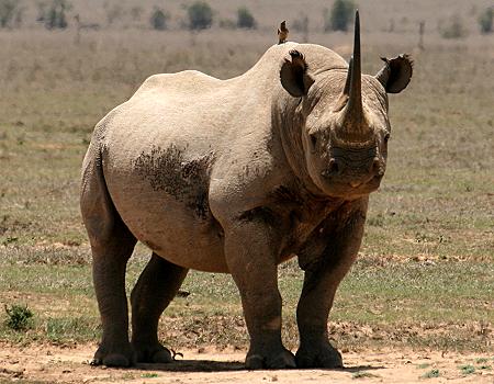 Solio, Spitzmaulnashorn