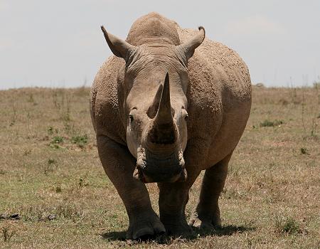 Solio, Breitmaulnashorn