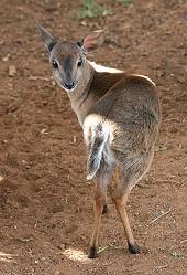 Suni, Aberdare National Park 