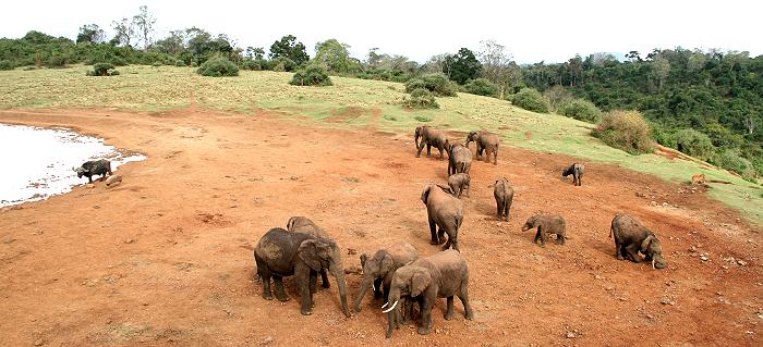 Elefanten, The Ark - Aberdare National Park