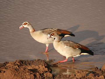Nilgänse, The Ark - Aberdare National Park