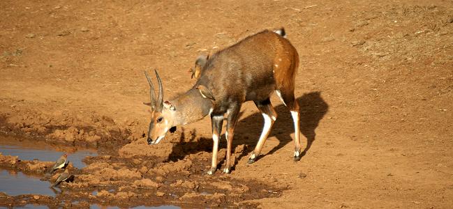 Buschbock, The Ark - Aberdare National Park